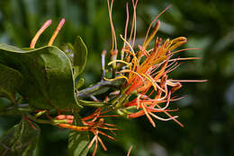 Image of Psittacanthus calyculatus (DC.) G. Don