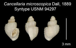 Image of Microcancilla Dall 1924