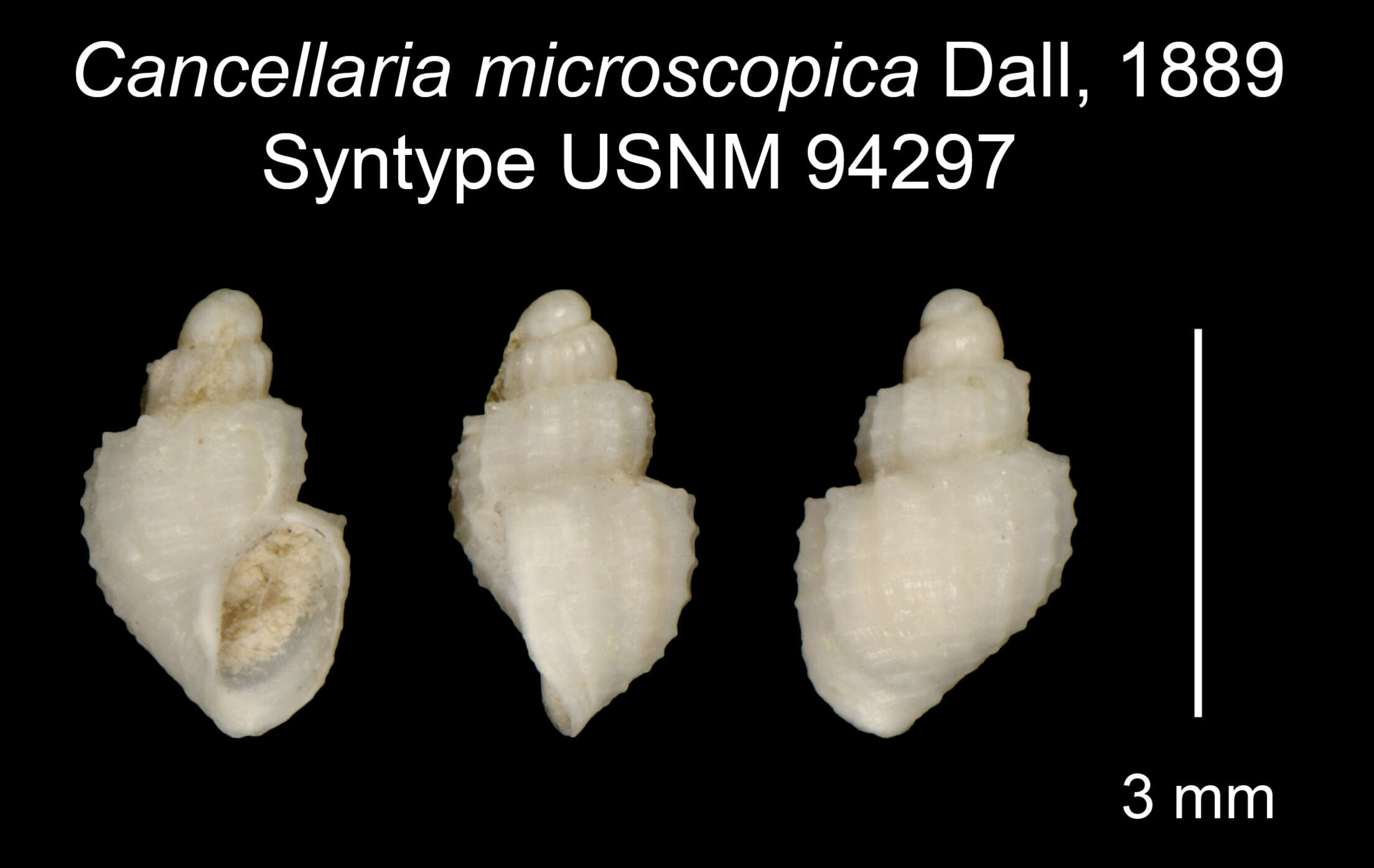 Image of Microcancilla Dall 1924
