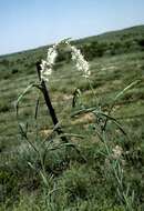 Image of false gaura