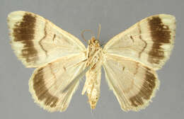 Image of Pterocypha juanaria Schaus 1901