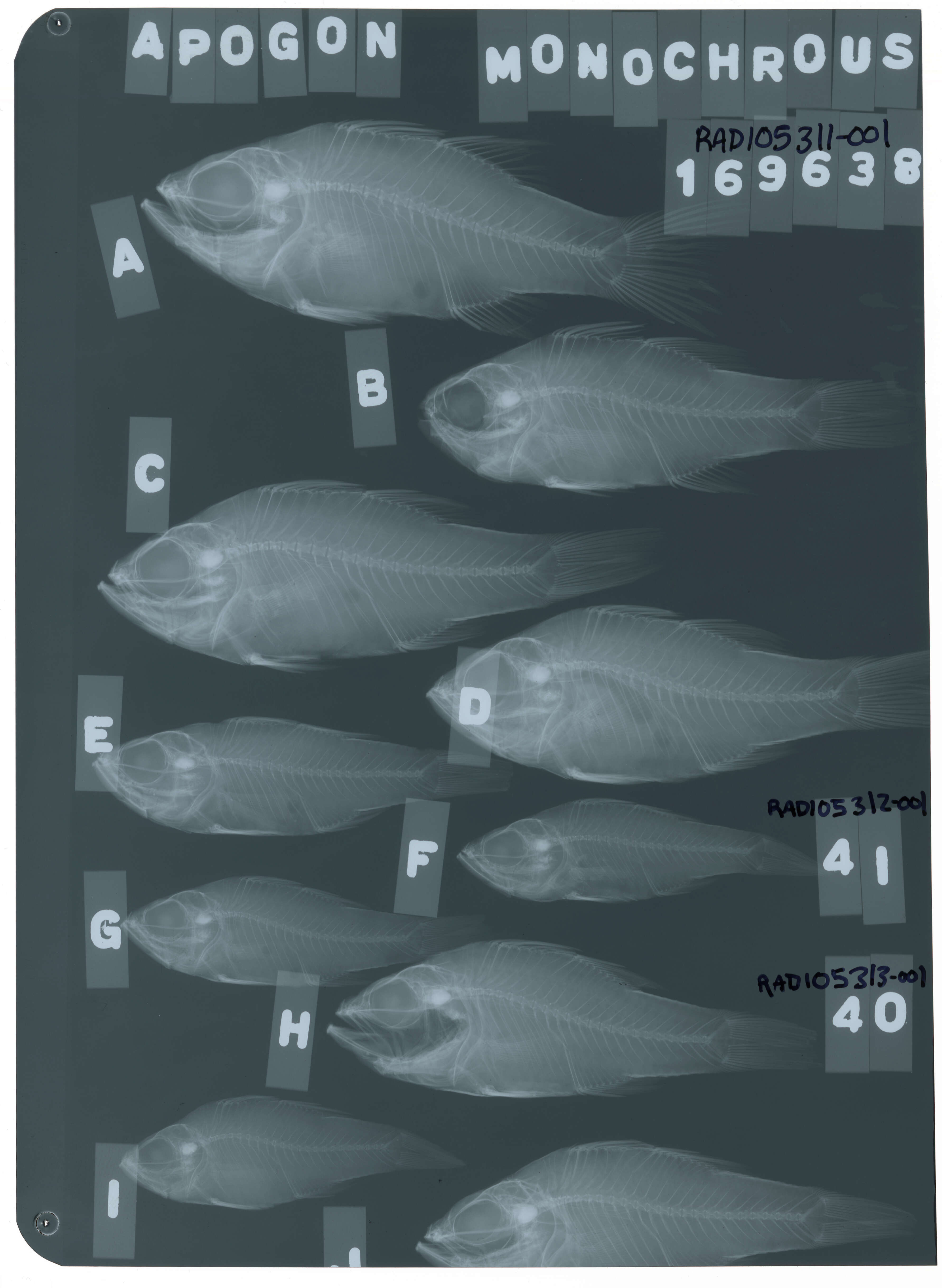 Image of Moluccan cardinalfish