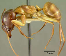 Plancia ëd Camponotus maculatus (Fabricius 1782)