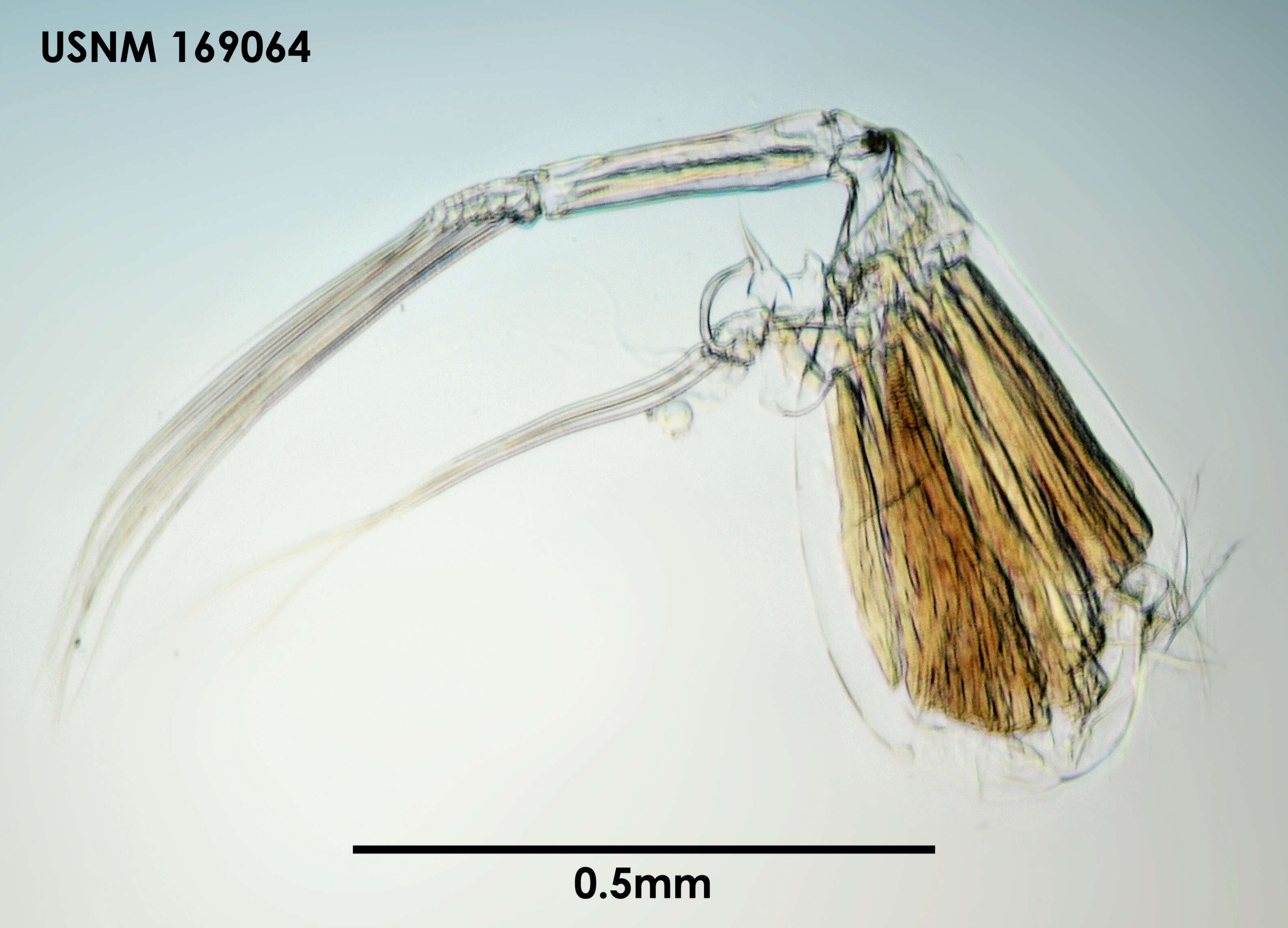 Image of Conchoecia arcuata Deevey