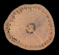 Image of Paullinia ingifolia Rich. ex Juss.