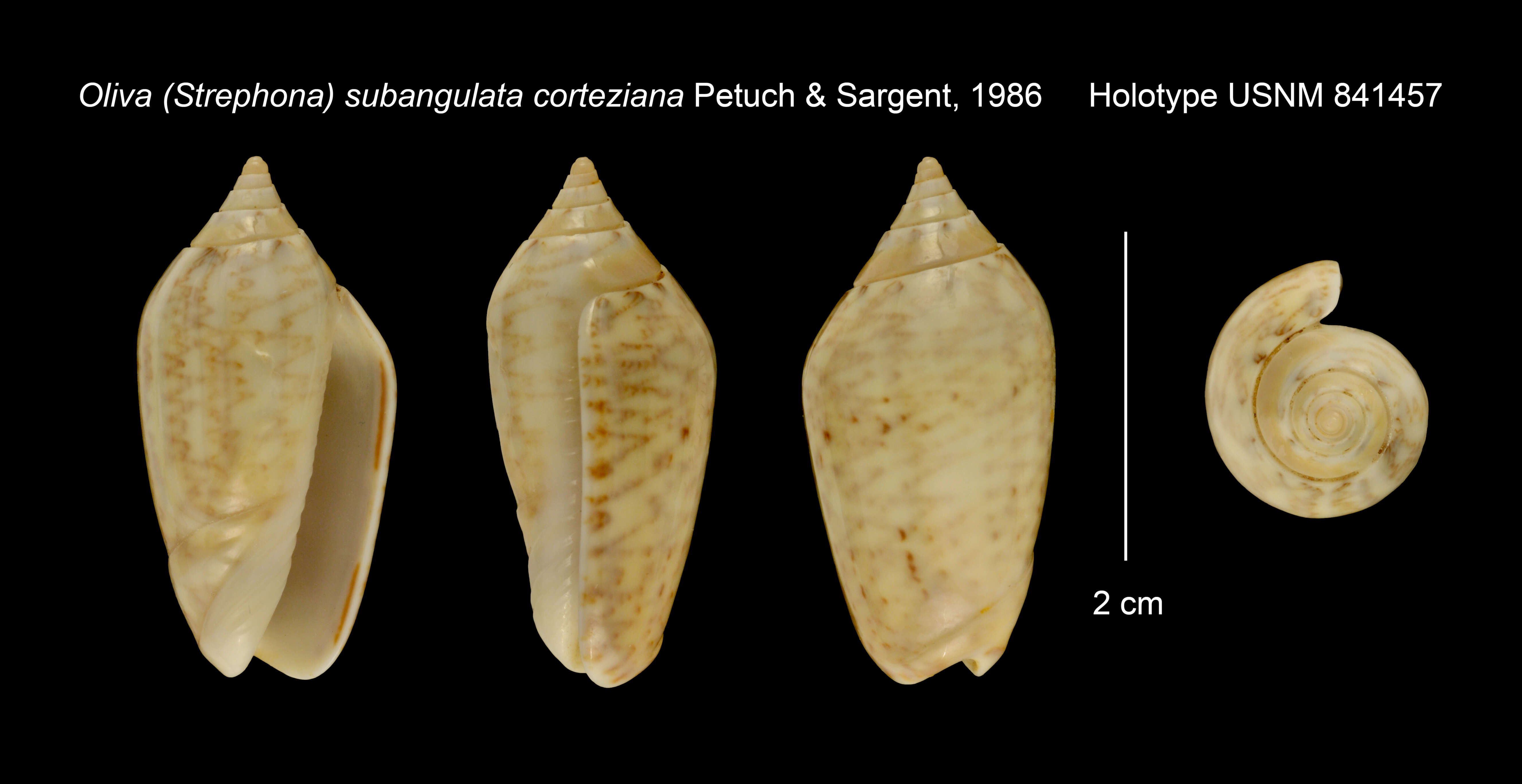 Image of Oliva subangulata corteziana