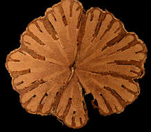 Image de Bignonia aequinoctialis L.