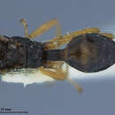 Image of Aphidius paulensis Ashmead