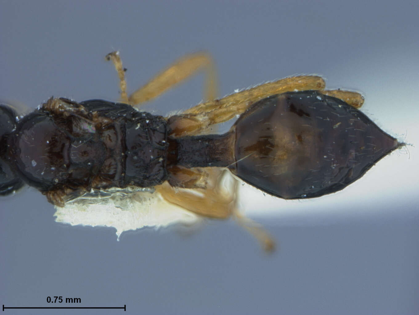 Image of Aphidius paulensis Ashmead
