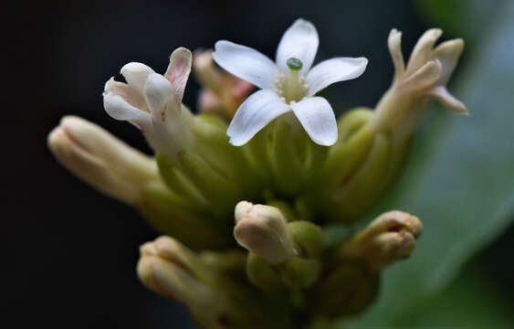 Image of Diclidanthera laurifolia Mart.