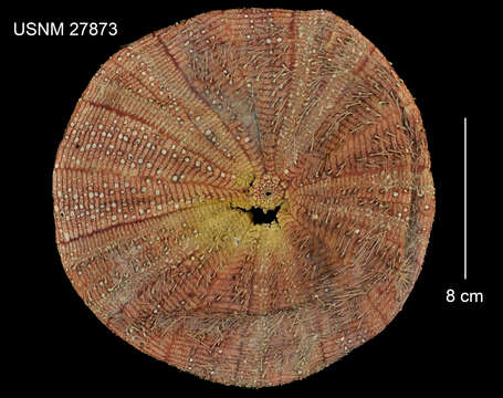 Image of Calveriosoma gracile (A. Agassiz 1881)
