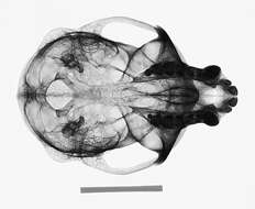 Sivun Chlorocebus pygerythrus hilgerti (Neumann 1902) kuva