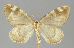 Image of Hydriomena morelosia Schaus 1922