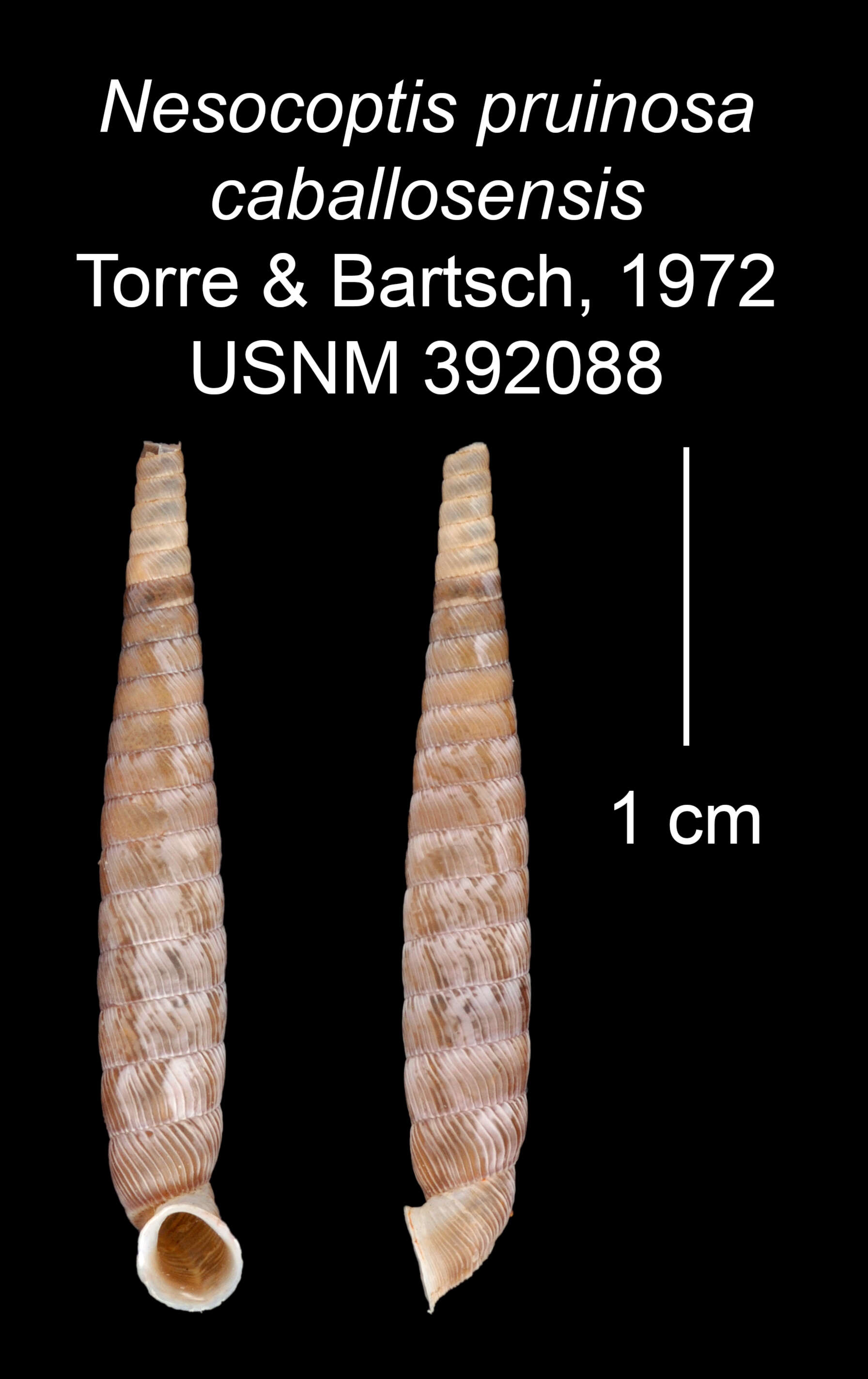 Imagem de Nesocoptis pruinosa caballosensis C. Torre & Bartsch 1972