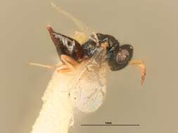 Image of Metastenus townsendi (Ashmead 1904)
