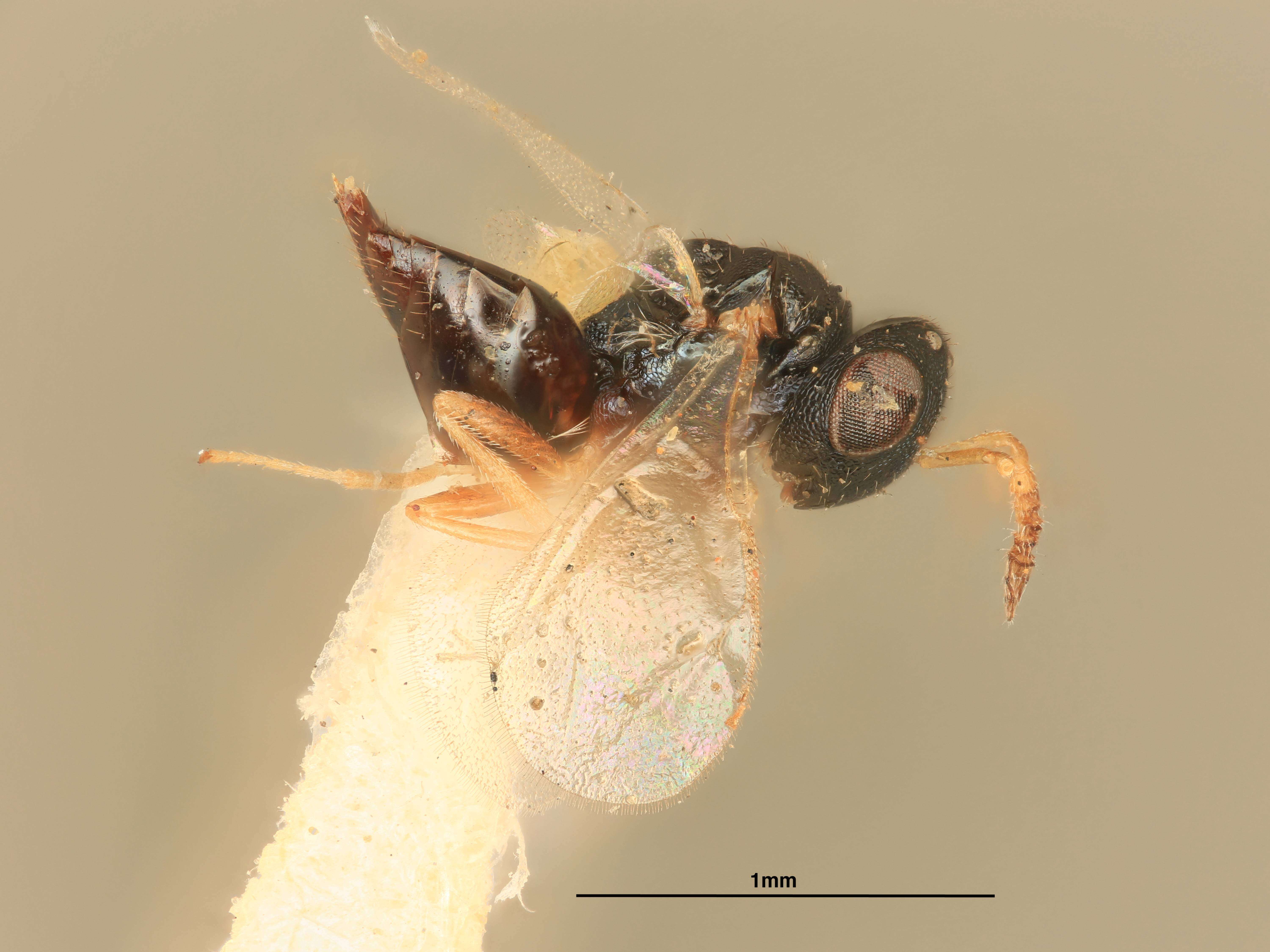 Image of Metastenus townsendi (Ashmead 1904)