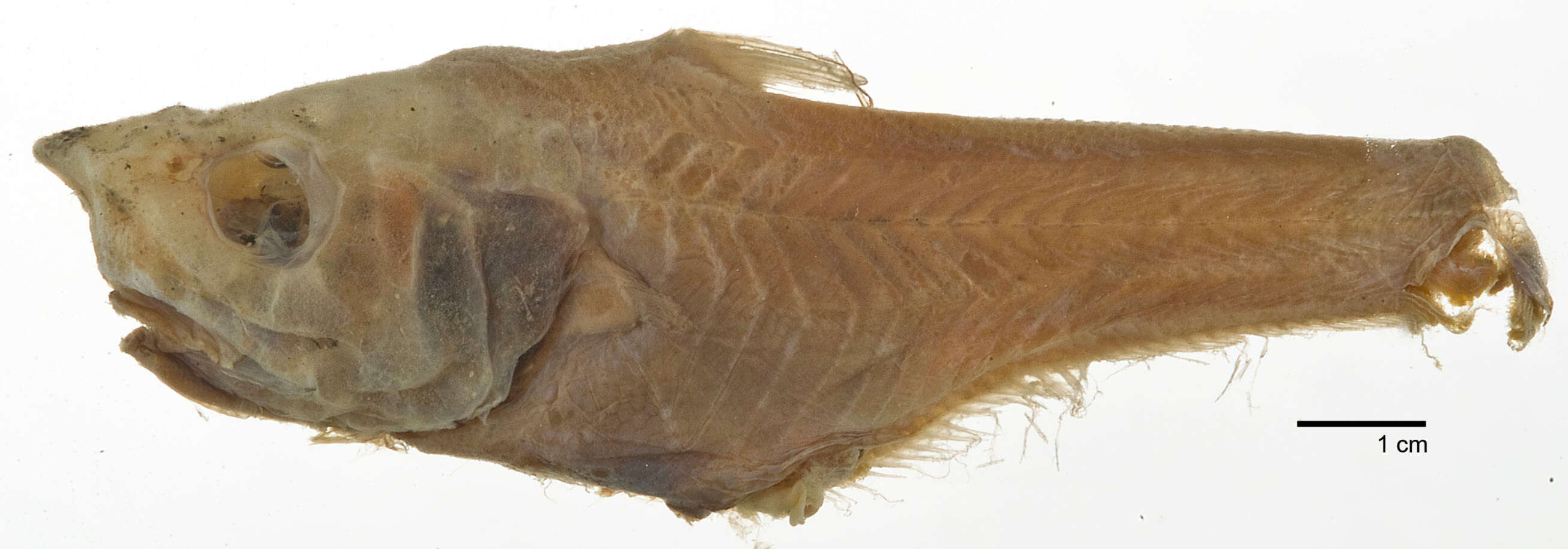 Image of Pseudonezumia cetonuropsis (Gilbert & Hubbs 1916)