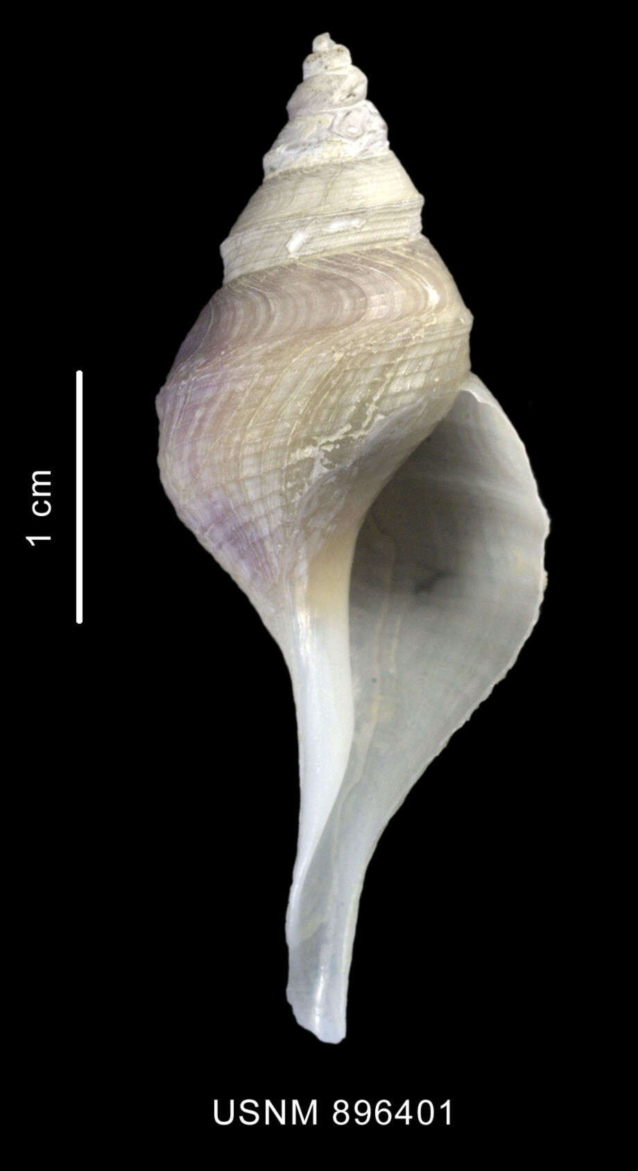 Image of Aforia goniodes (R. B. Watson 1881)