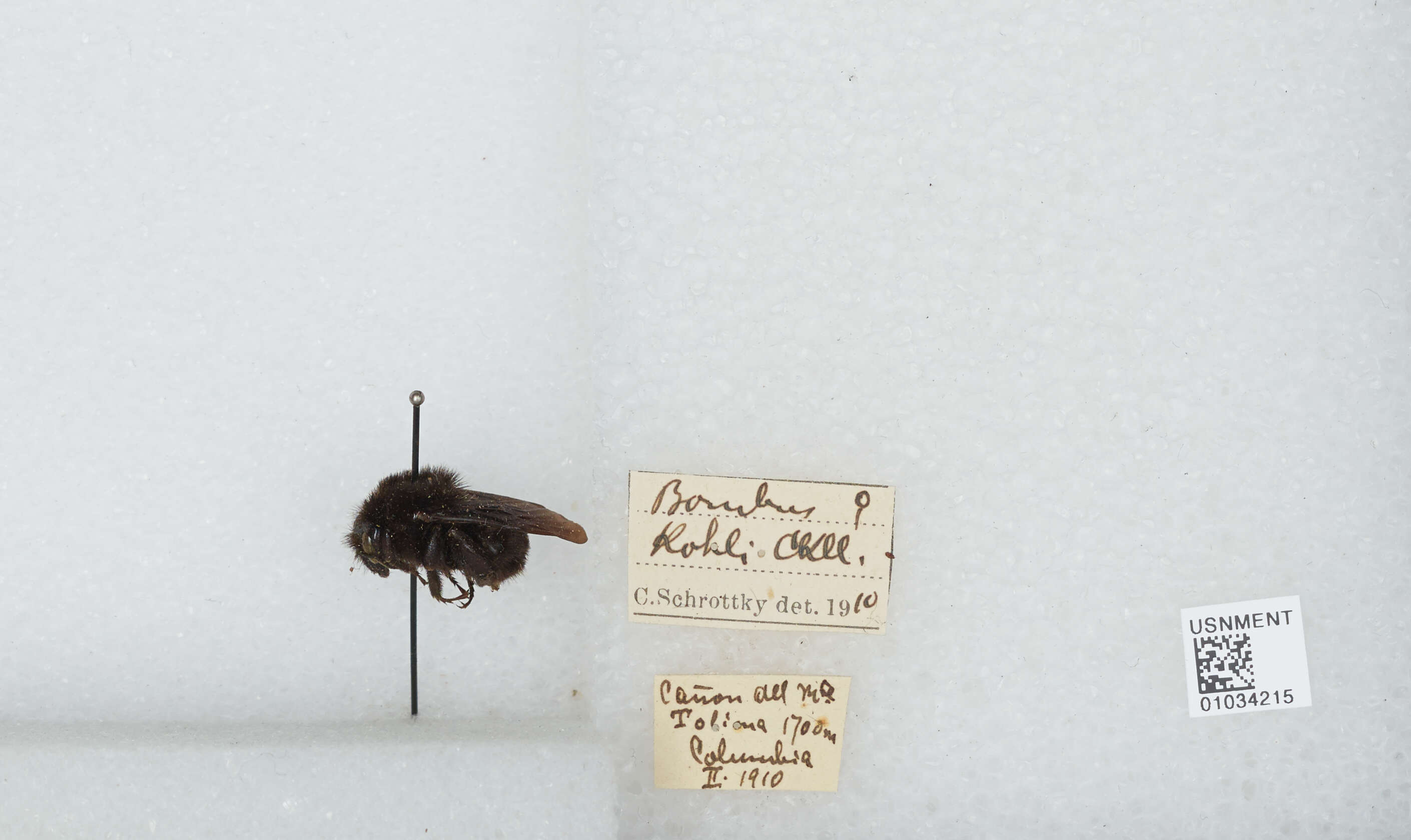 Image of Bombus morio (Swederus 1787)