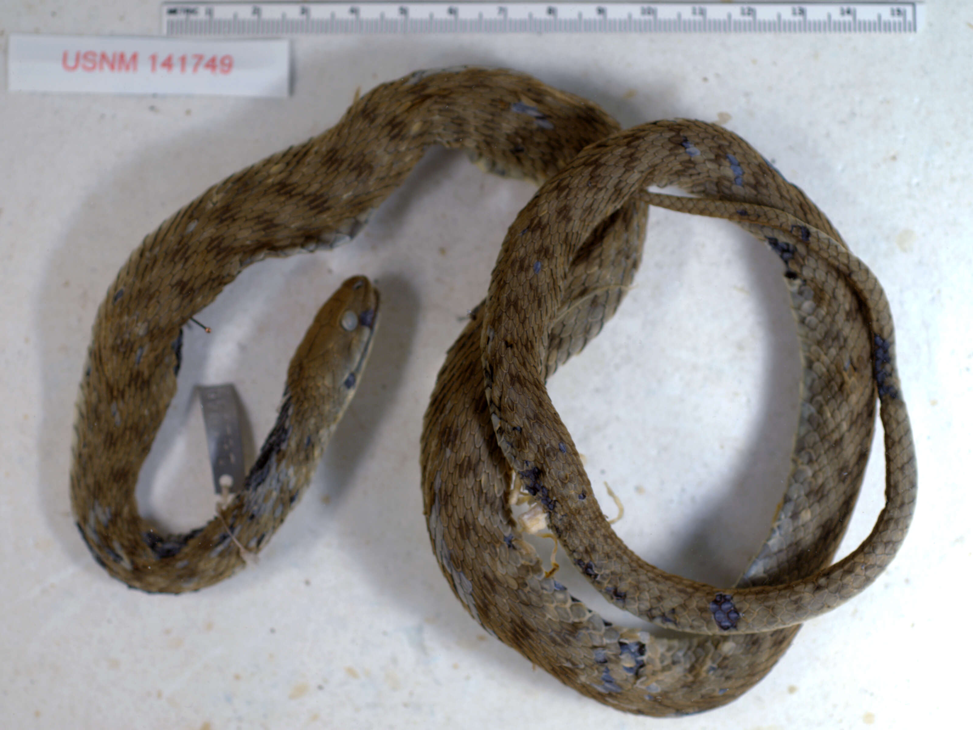 Image of Dice Snake