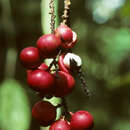 Image of Paullinia spicata Benth.