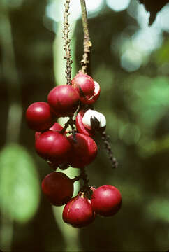 Image of Paullinia spicata Benth.