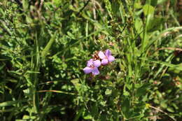 Imagem de Rhexia petiolata Walt.