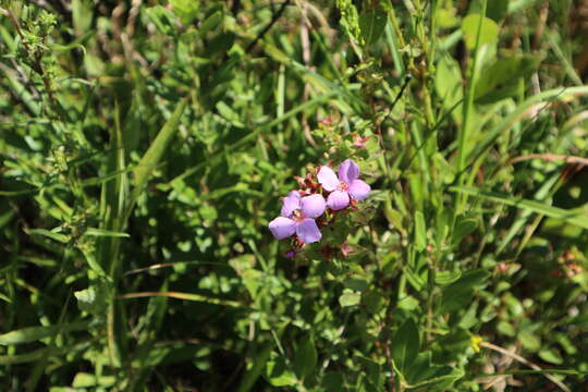 Image of Fringed Meadow-Beauty