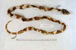 Image of Lampropeltis getula (Linnaeus 1766)