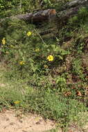 Image de Helianthus resinosus Small