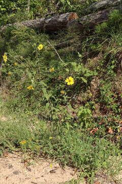 Helianthus resinosus Small resmi