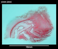 Image of Hormosoma Stephenson 1918