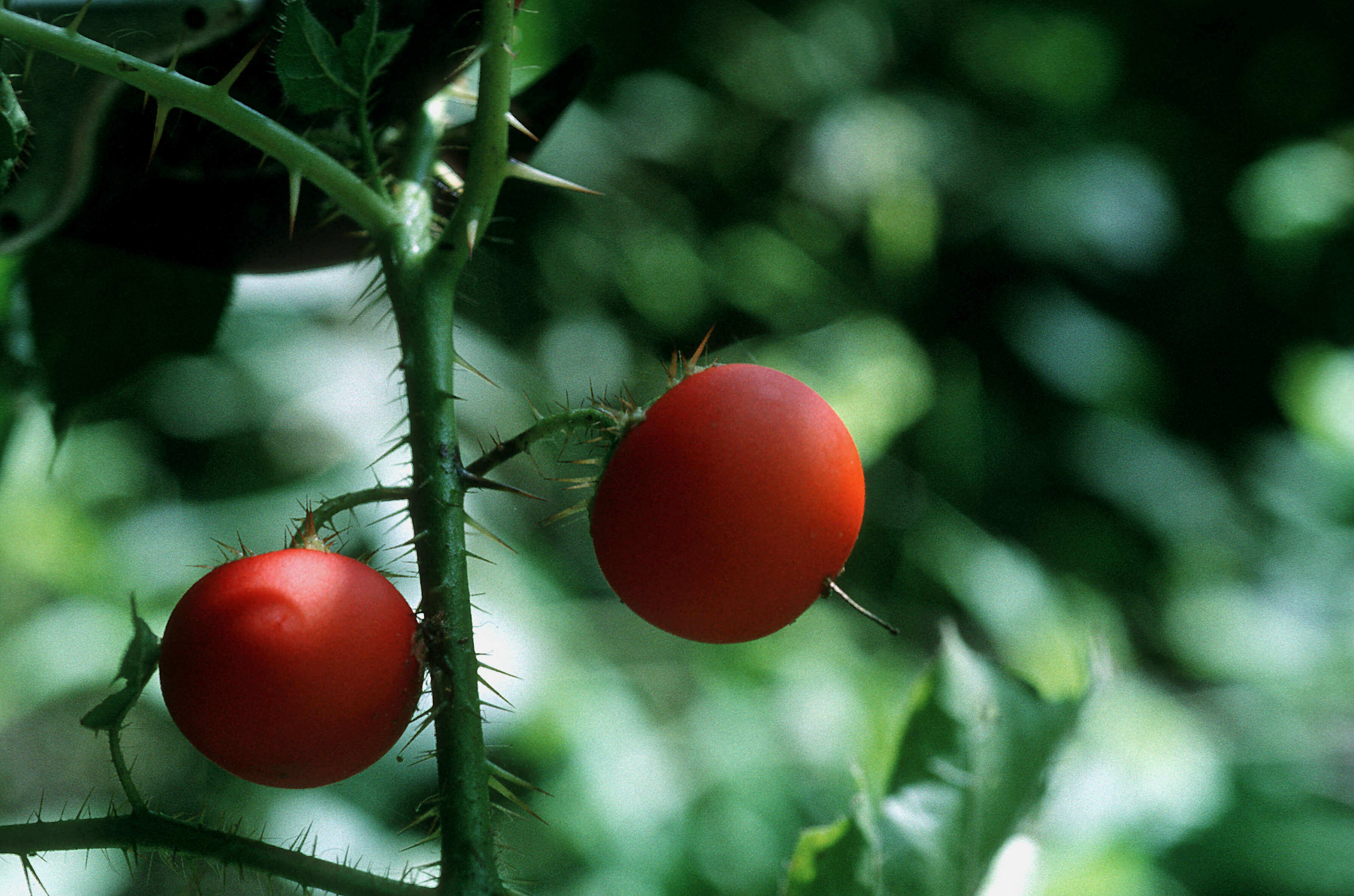 Imagem de Solanum capsicoides Allioni