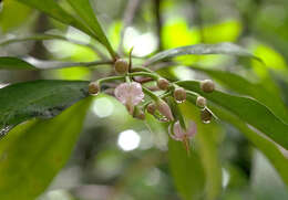 Plancia ëd Ardisia elliptica Thunb.