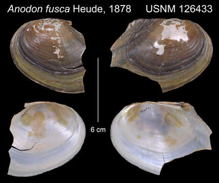 Image of Anodon fusca Heude