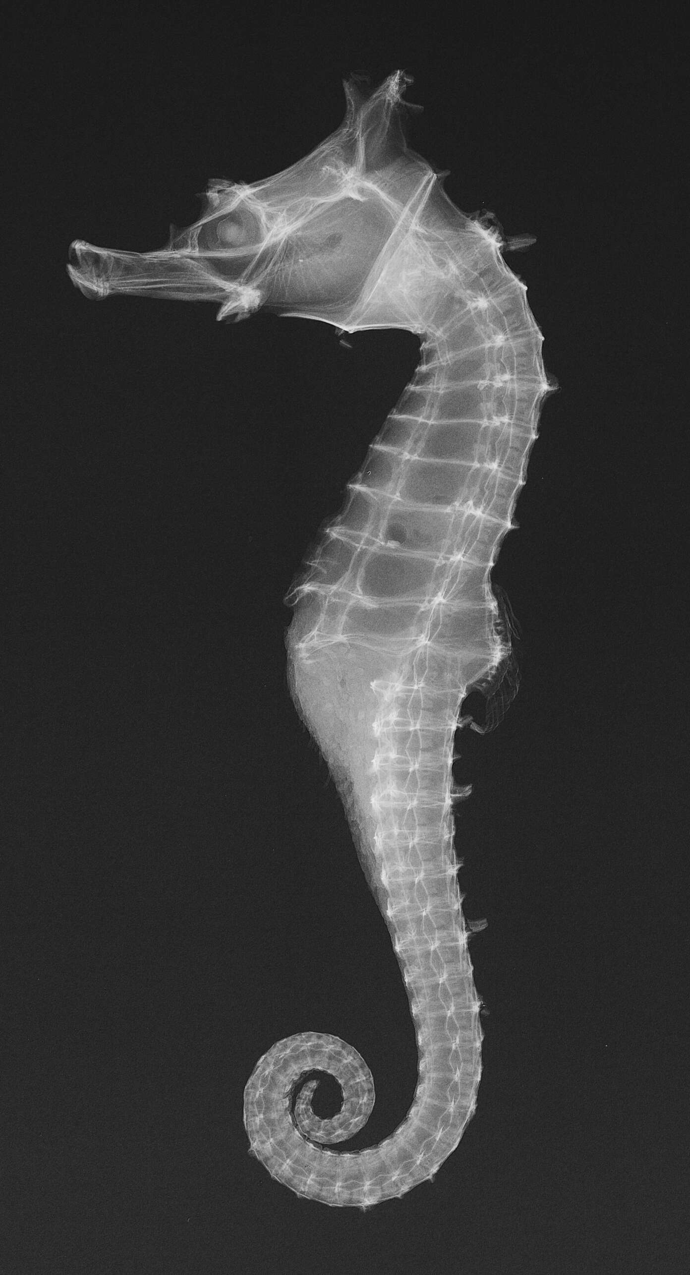 Image of Shiho’s seahorse