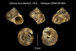 Image of Gibbula hera Bartsch 1915