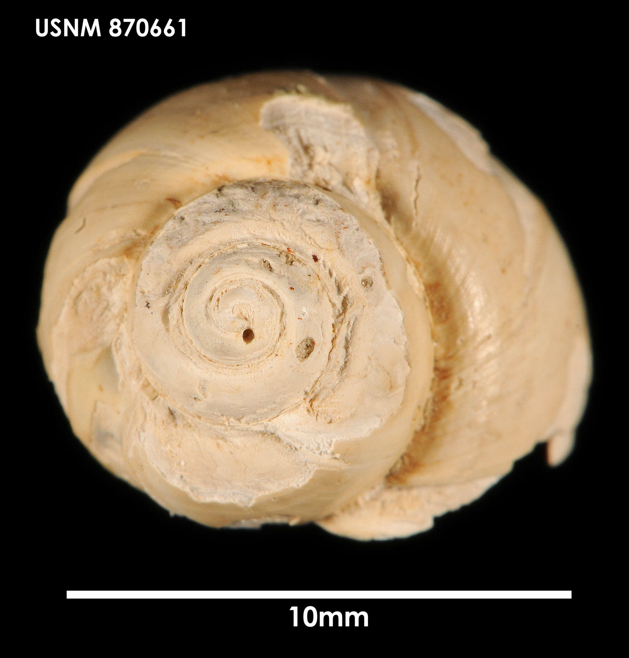 Image of Friginatica amphiala (R. B. Watson 1881)