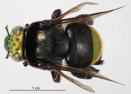 Image of Eufriesea pulchra (Smith 1854)