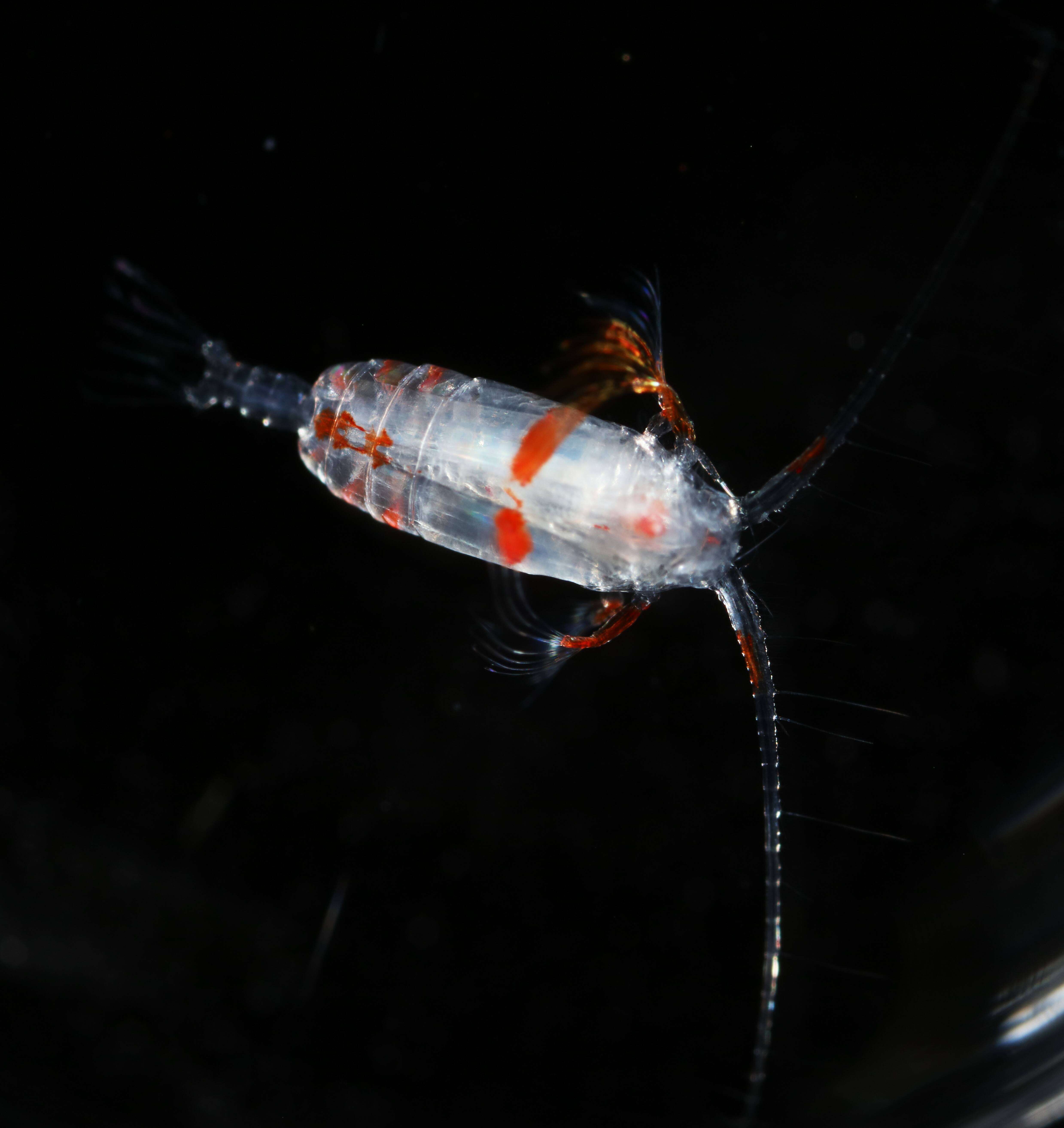 Image of Euchirella messinensis Claus 1863