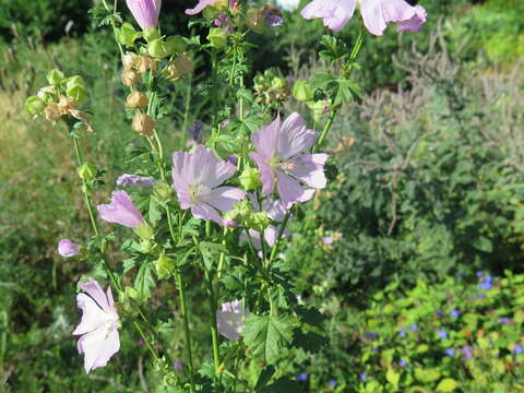 Image of Linear-Leaf Wild Petunia