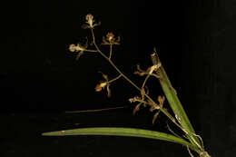 Image of Encyclia adenocarpa (Lex.) Schltr.