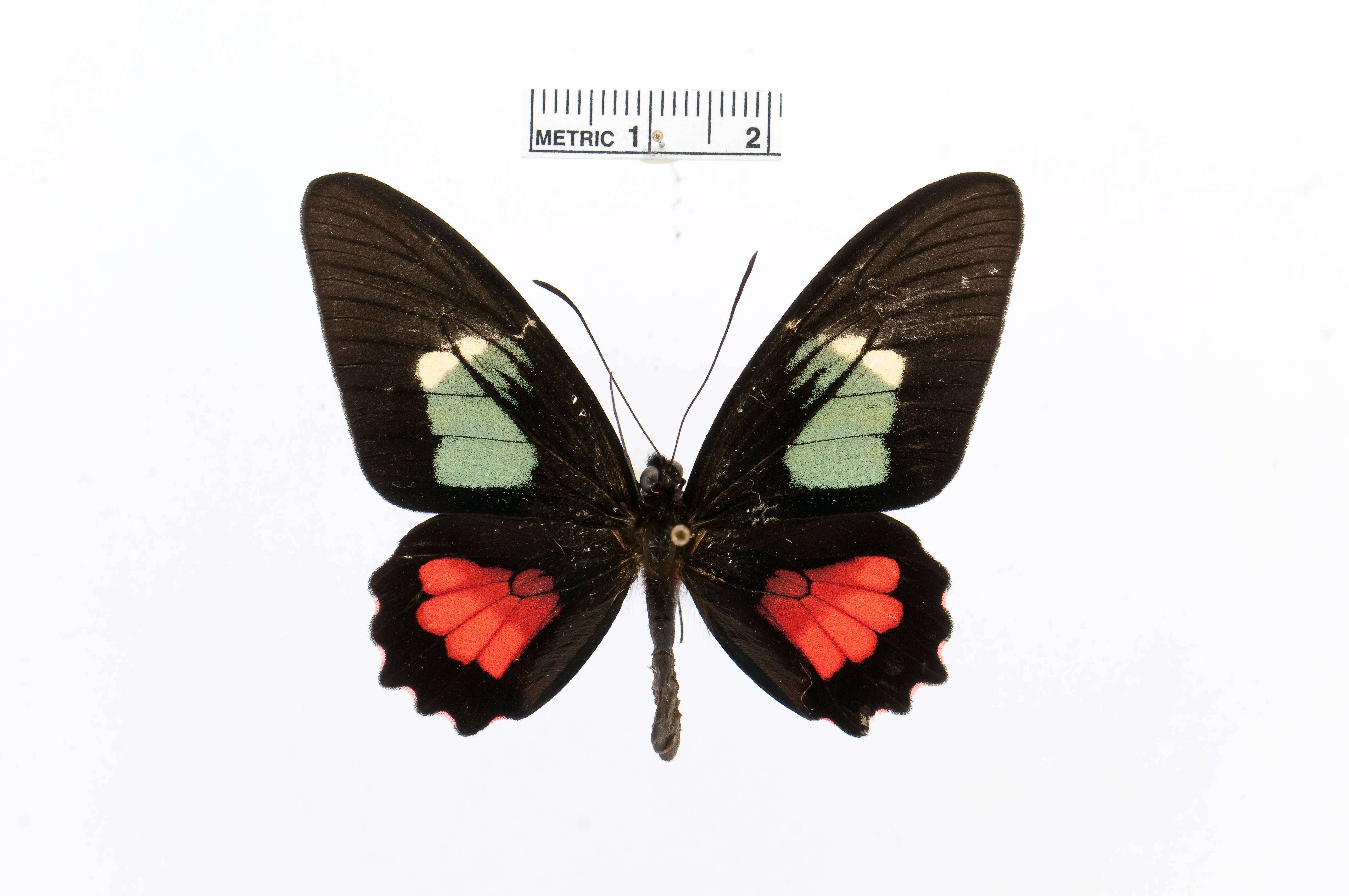 صورة Parides eurimedes (Stoll 1782)