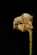 Image of Esenbeckia berlandieri subsp. litoralis (Donnell-Smith) Kaastra