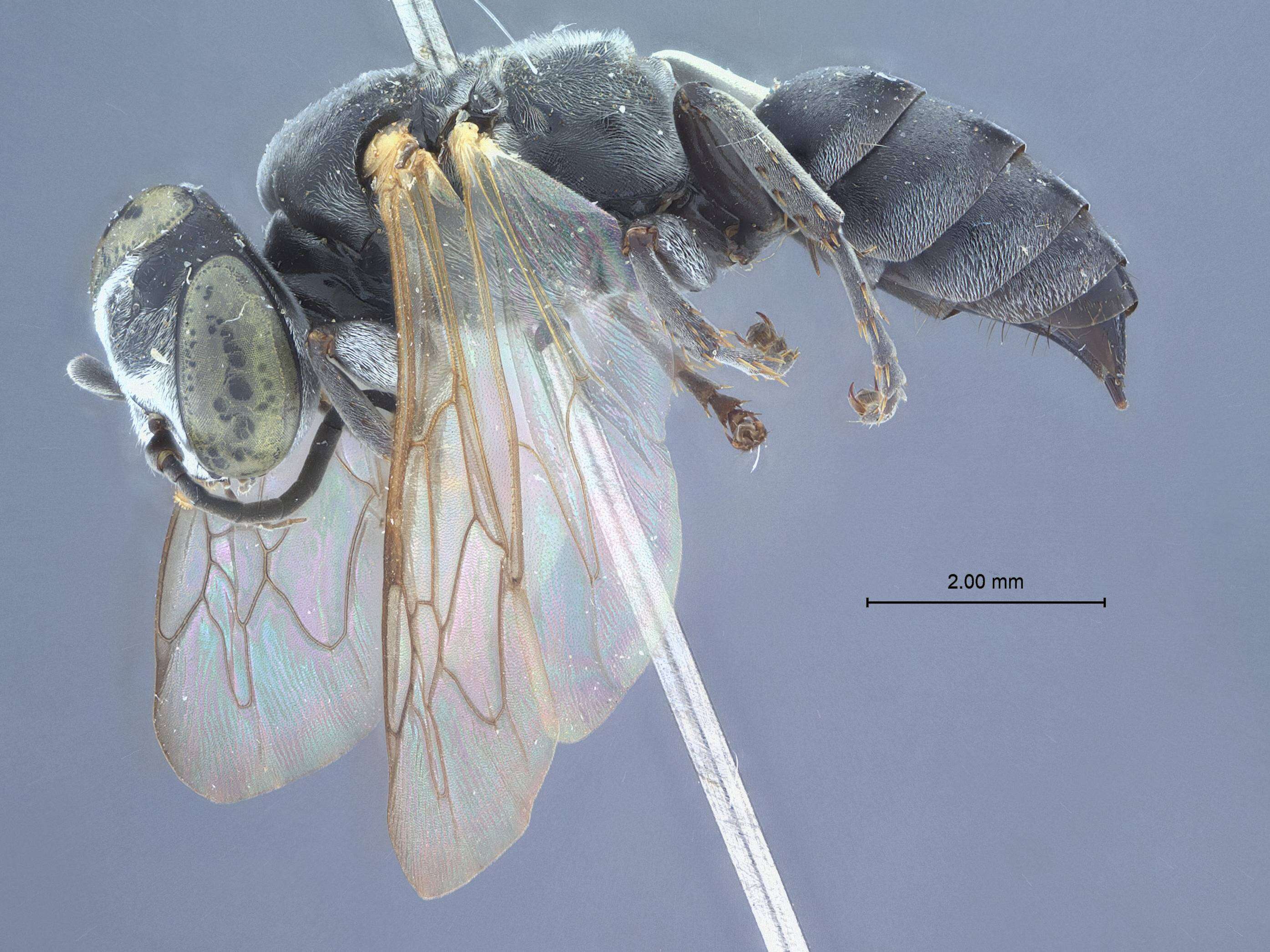 Image of Tachysphex gryllivorus Pulawski ex Krombein & Pulawski 1994