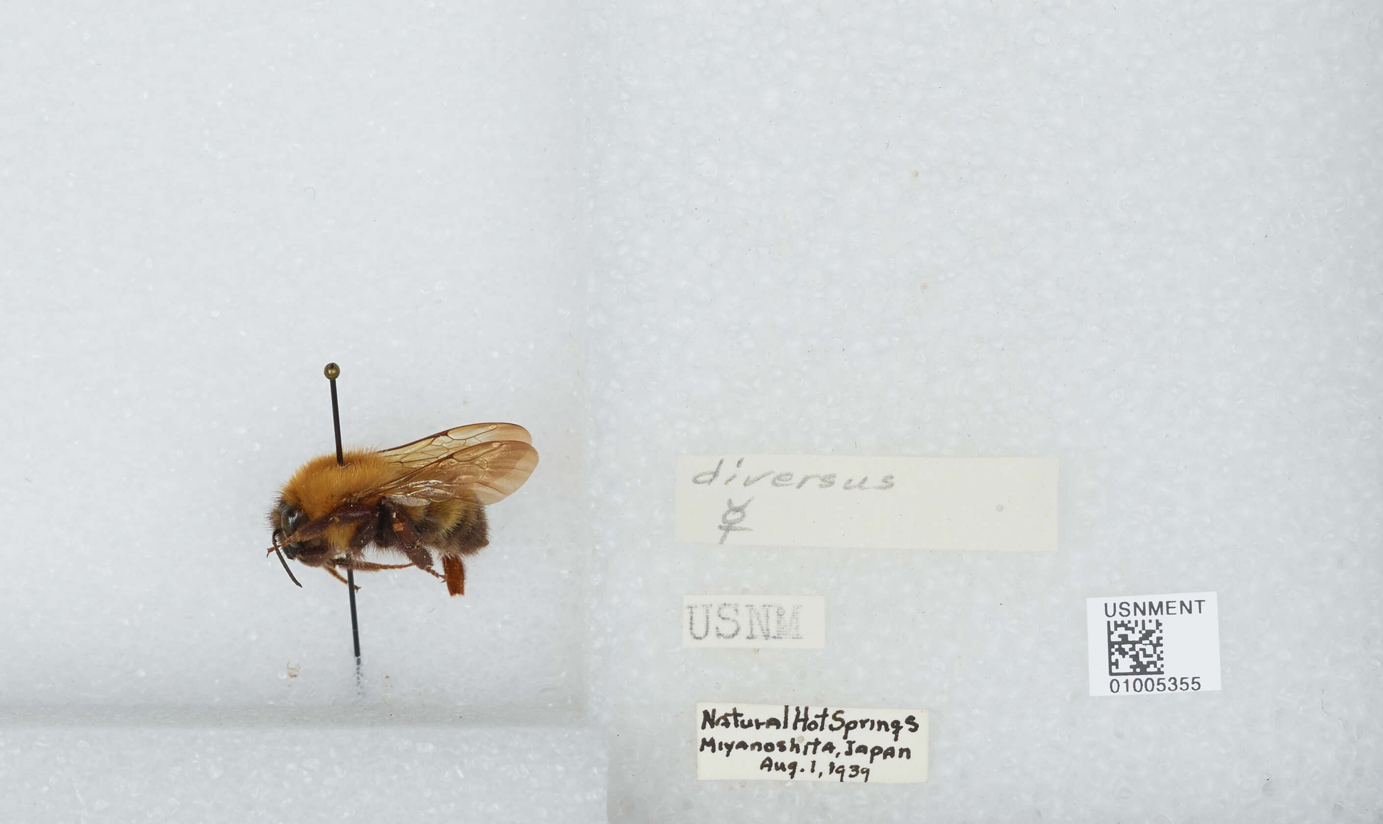 Imagem de Bombus diversus Smith 1869