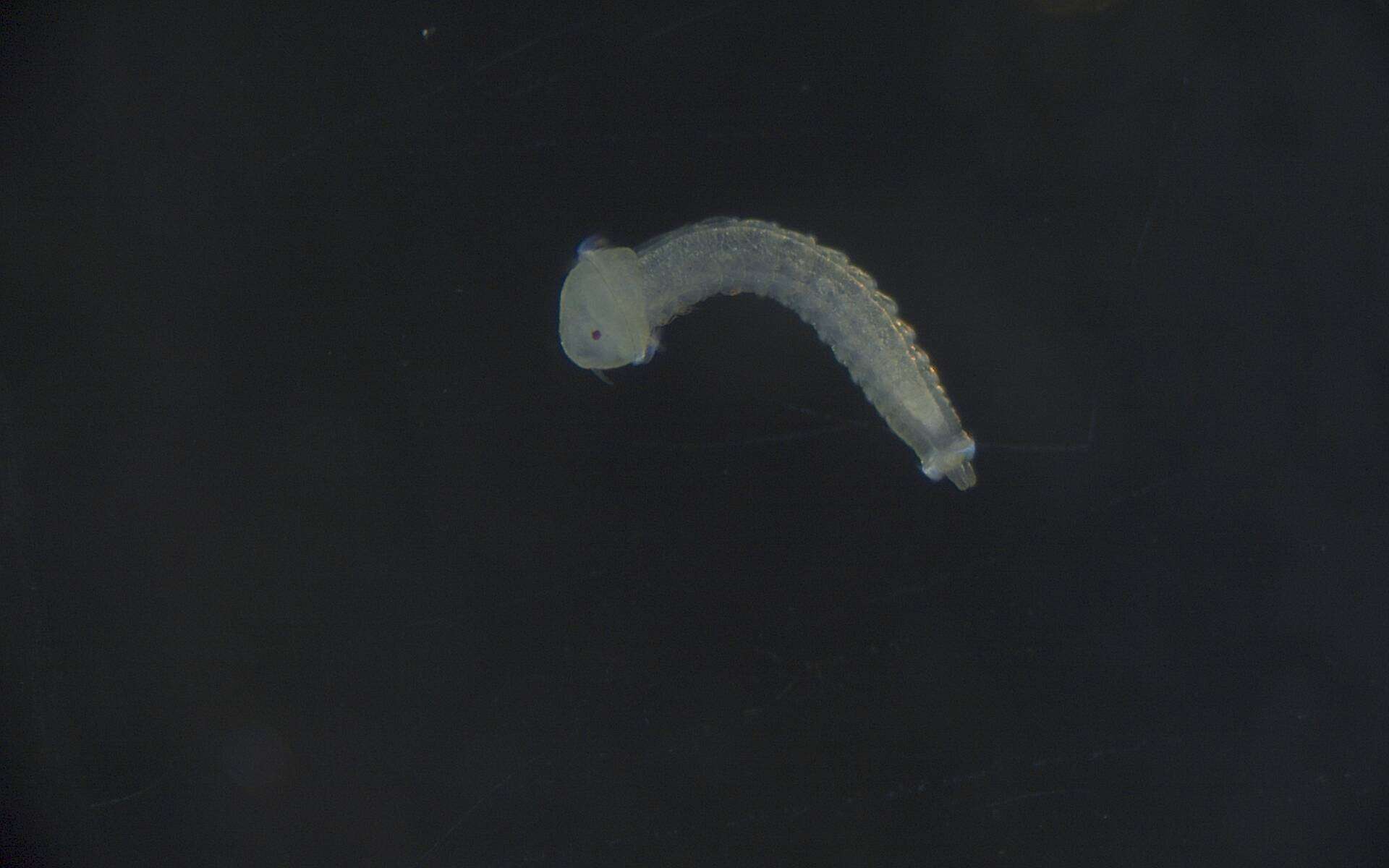 Image of Phyllodocida