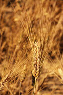 Image of Triticum L.