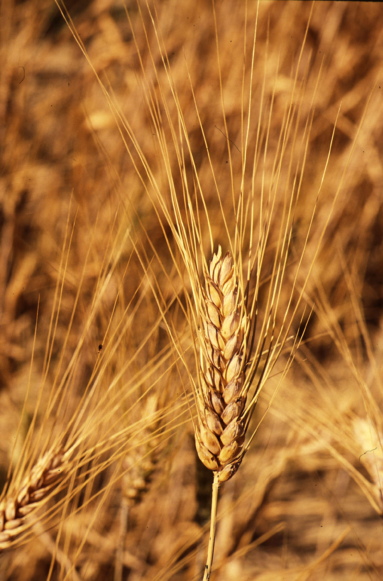 Image of Triticum L.