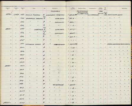 Imagem de Catamenia analis alpica Bangs 1902